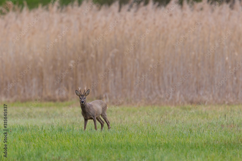 one roebuck (capreolus) standing in green grass in front of reed