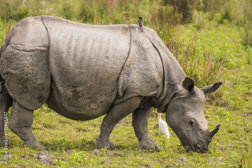 Great Indian Rhinoceros and its calf in Kaziranga National Park