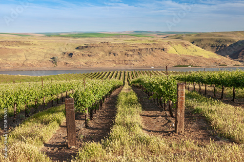 Rows of vines along the Columbia River Oregon. photo