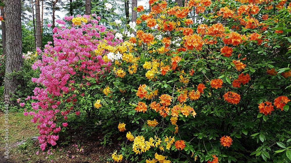 Rhododendron bushes bloom in large beautiful flowers on warm May days