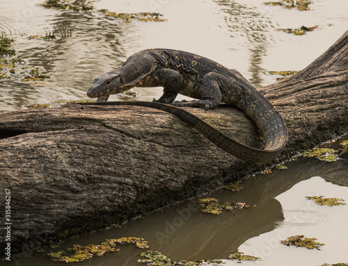 Indian water monitor lizard in kaziranga