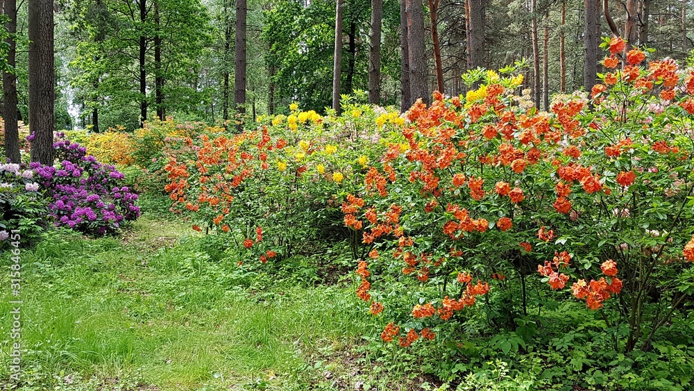 Rhododendron bushes bloom in large beautiful flowers on warm May days