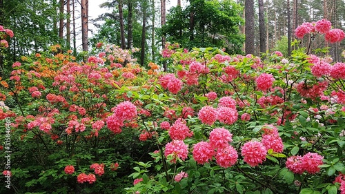 Fototapeta Naklejka Na Ścianę i Meble -  Rhododendron bushes bloom in large beautiful flowers on warm May days