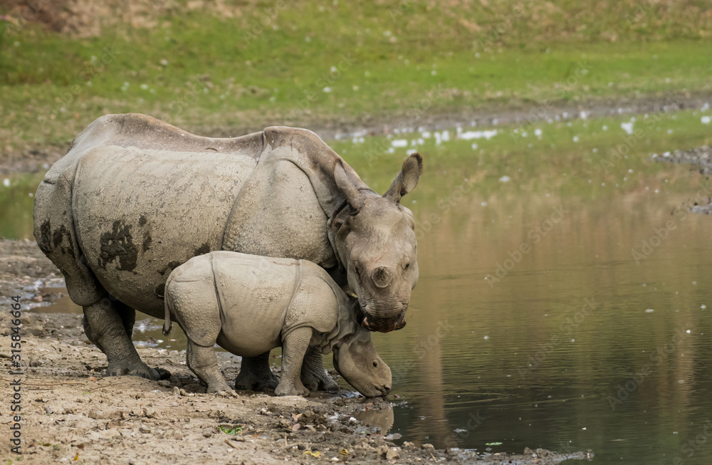 Great Indian Rhinoceros and its calf in Kaziranga National Park Great Indian Rhinoceros and its calf in Kaziranga National Park