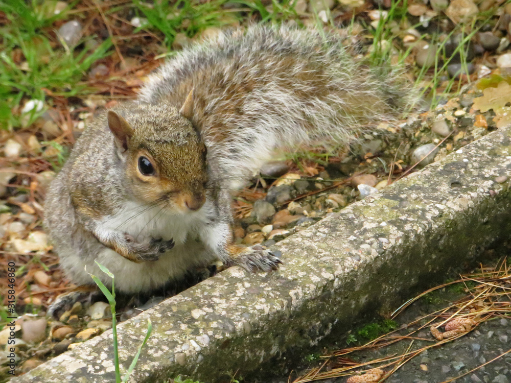 fluffy cute squirrel with a nut fluffy cute squirrel with a nut