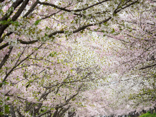 桜