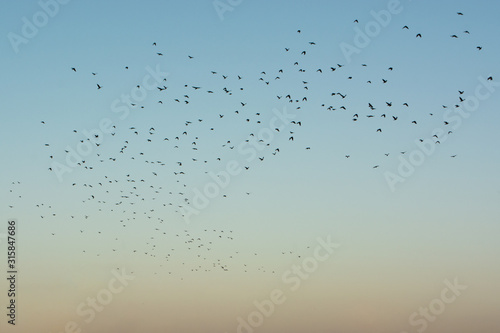 a large flock of birds flying in the blue sky at sunset