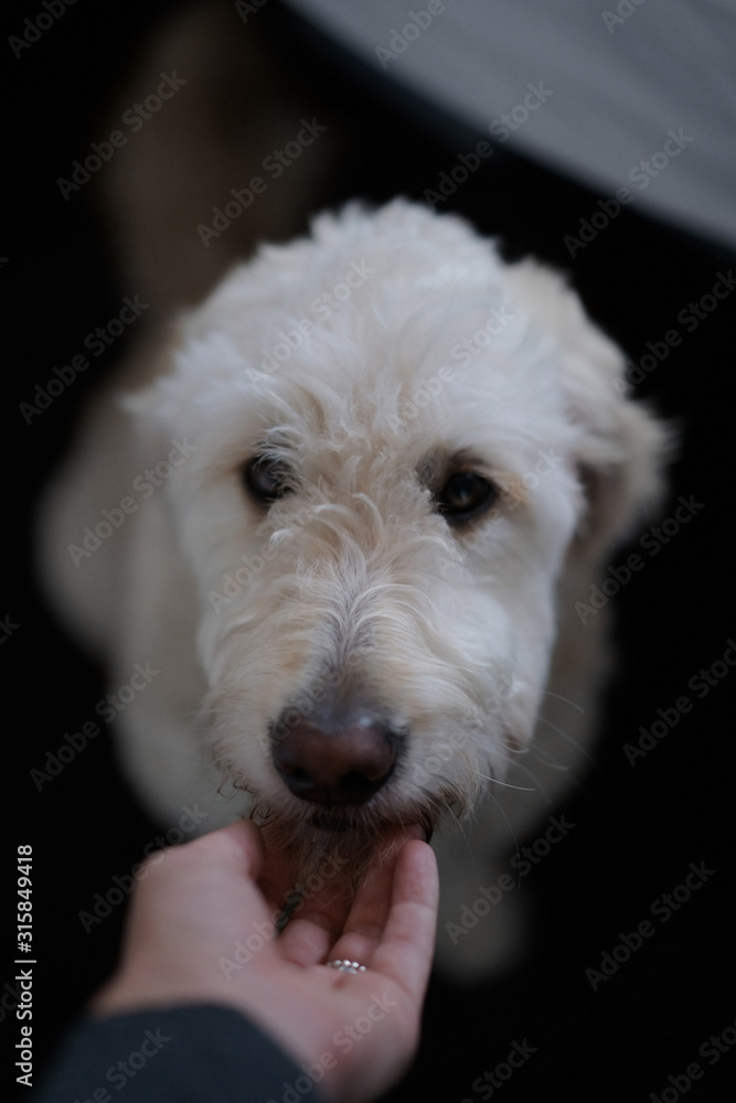Labradoodle dog pet portrait. Friend of human.