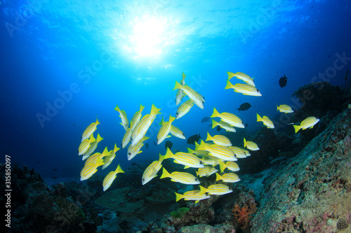 Fototapeta Naklejka Na Ścianę i Meble -  Underwater coral reef and fish in ocean 