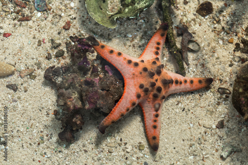 starfish in water sea with sand and little rock background. with copy space for text or design. starfish in water sea with sand and little rock background. with copy space for text or design.