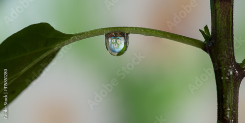 picture of daisies in see through of water drop under a leaf