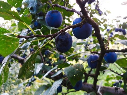 fresh plums on a branch