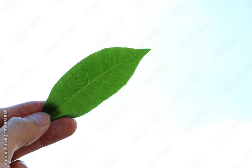 Leaf in hand on white background