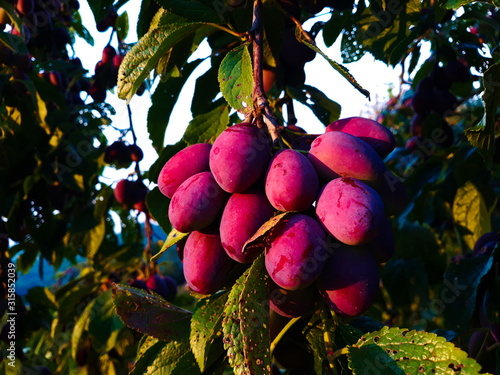 firely plums, bunch colorful plums, plum photo