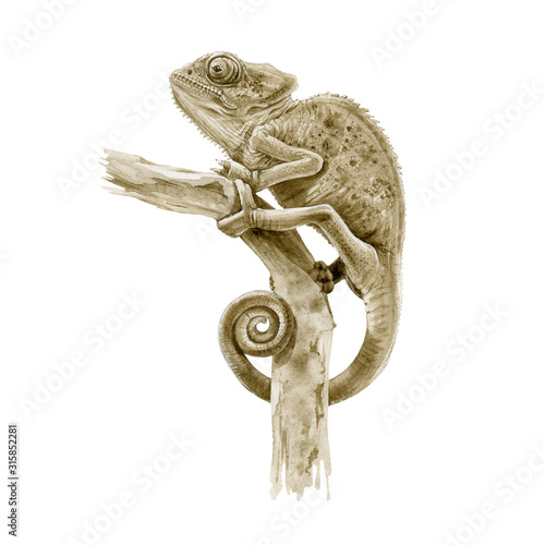 Panter chameleon on the branch watercolor illustration. Hand drawn exotic lizard graphic image. Beautiful jungle reptile close up illustration isolated on white background.