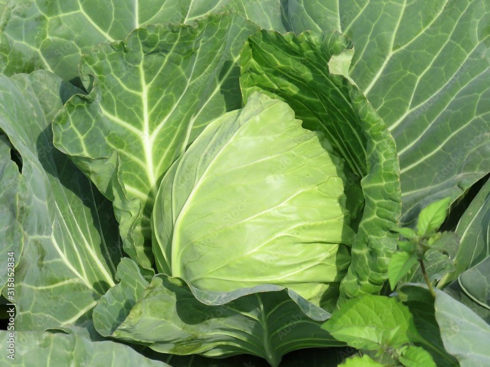 Fresh Cabbage image, cabbage is one of the most famous vegetable in Indian vegetable market. This image is click from JALPAIGURI (West Bengal) in India at afternoon time. Fresh Cabbage image, cabbage is one of the most famous vegetable in Indian vegetable market. This image is click from JALPAIGURI (West Bengal) in India at afternoon time.