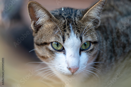 Wallpaper Mural Close up striped cat looking, portrait of Thai cat Torontodigital.ca