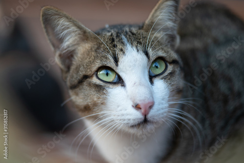 Close up striped cat looking, portrait of Thai cat © Patara