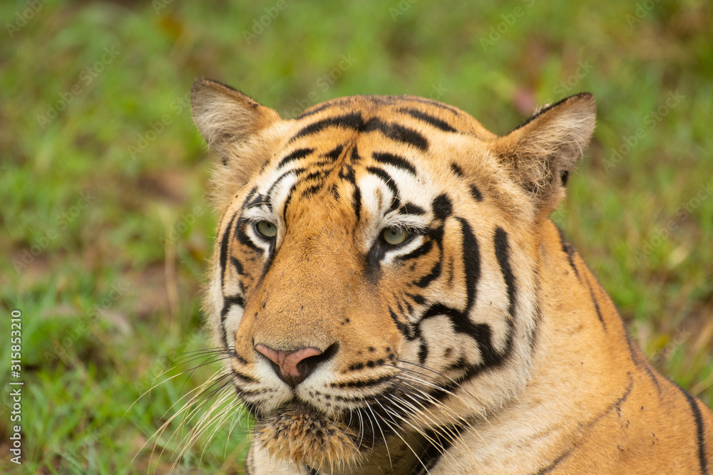 Fototapeta premium Close up face of a male tiger 