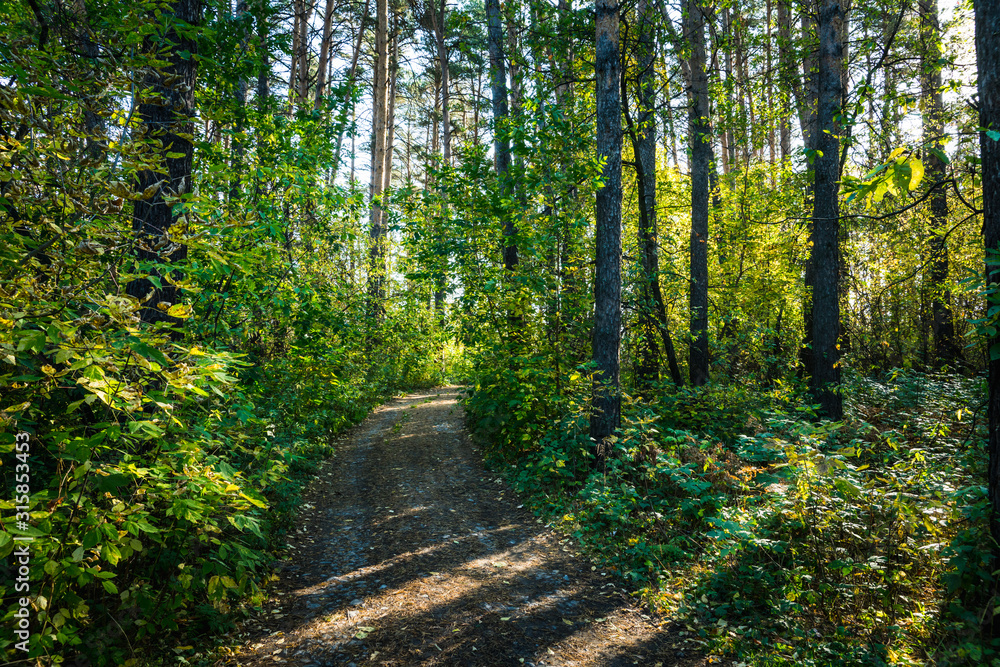 Road through beautiful and wild forest. Autumn landscape. Road through beautiful and wild forest. Autumn landscape.