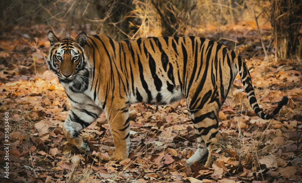 A beautiful tigress in her natural habitat