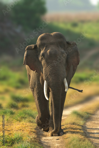 Asian elephant in Indian forest