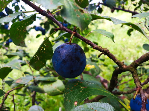 plum on a branch