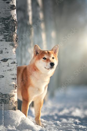 Shiba Inu dog in winter