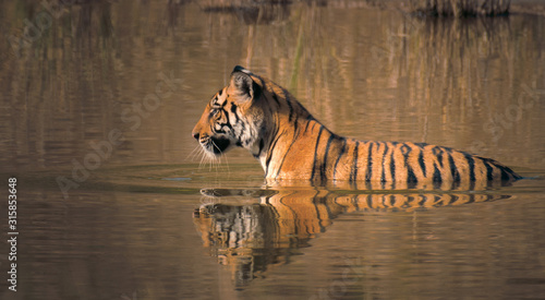 Photography Tiger relaxing in the pool of water