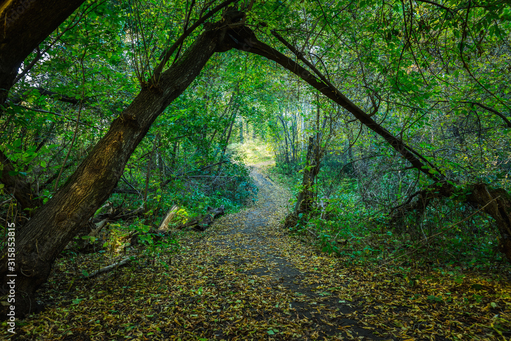 Fototapeta premium Road through beautiful and wild forest. Autumn landscape.