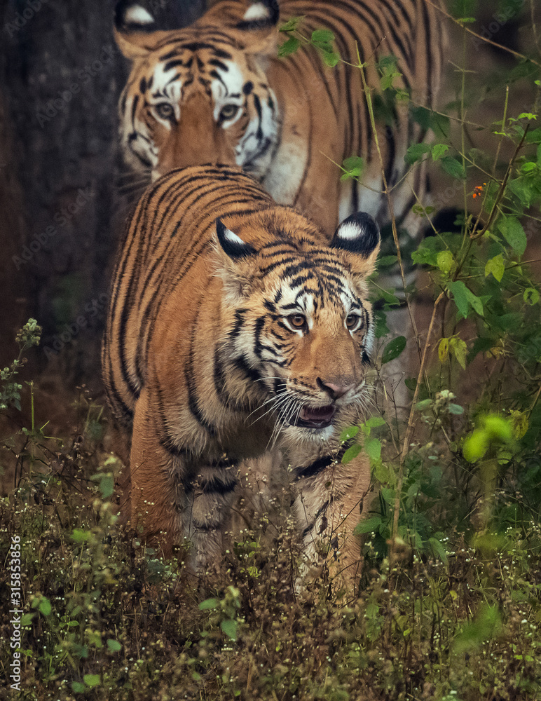 Fototapeta premium Tiger cub and mother in their natural habitat