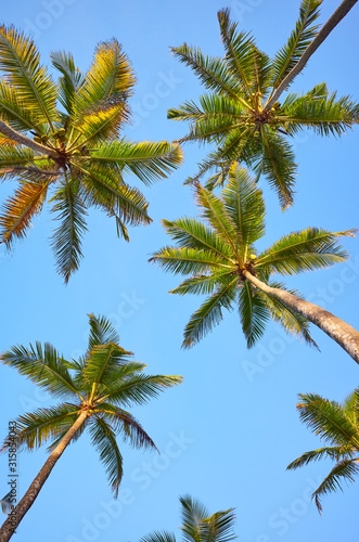 Looking up at coconut palm trees against the blue sky.