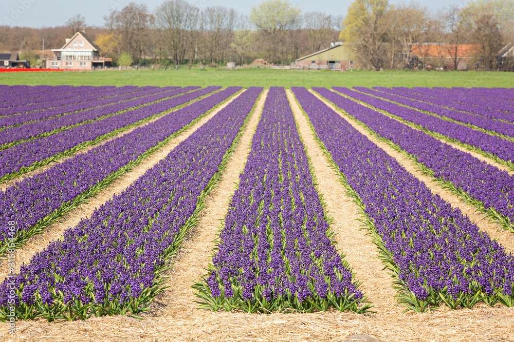 Flower field with purple hyacinths. Beautiful spring landscape in the Netherlands, Europe