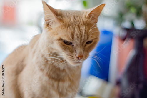 Fototapeta Naklejka Na Ścianę i Meble -  Ginger cat looks cranky, close-up.