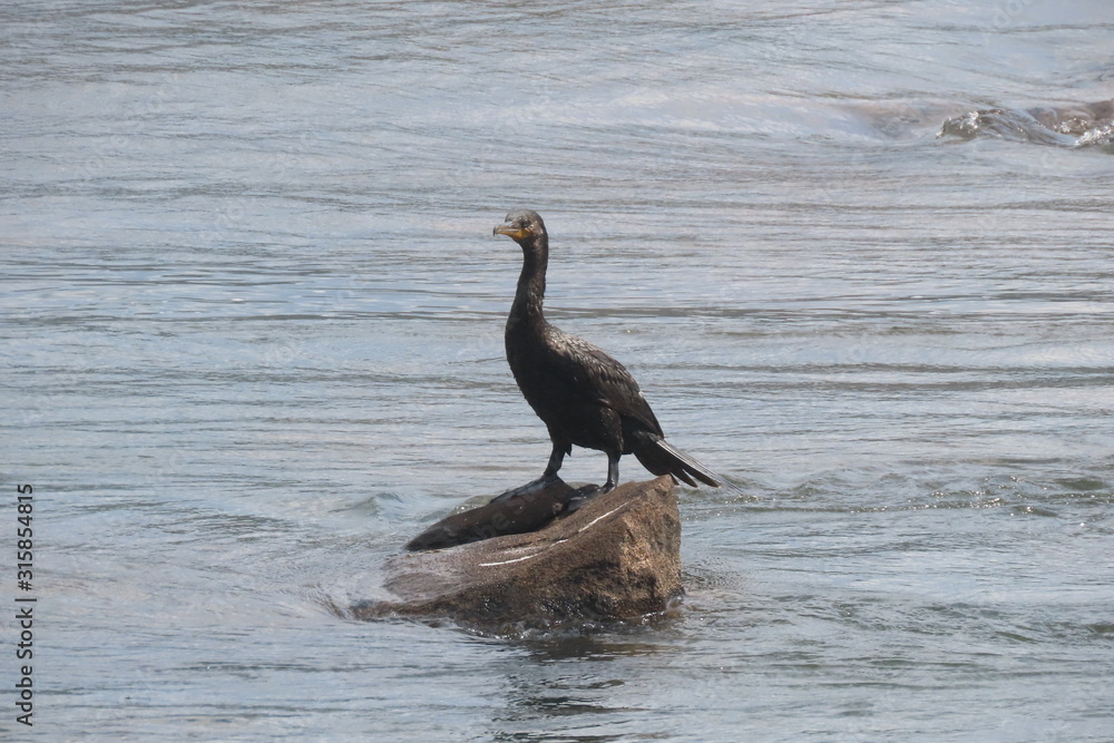 Fototapeta premium cormorant on rock