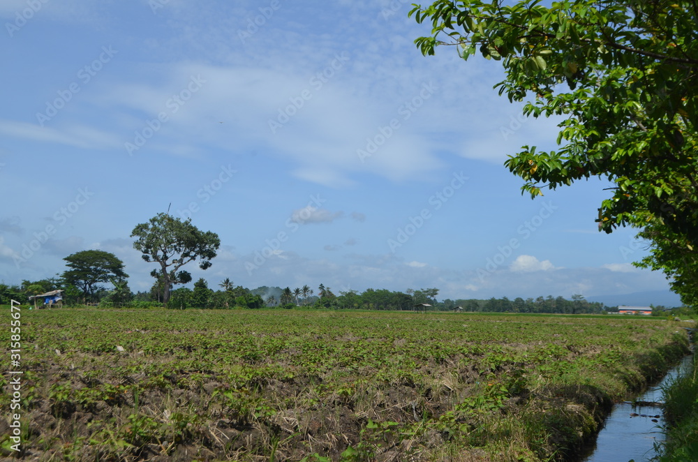 Fototapeta premium landscape with trees and blue sky