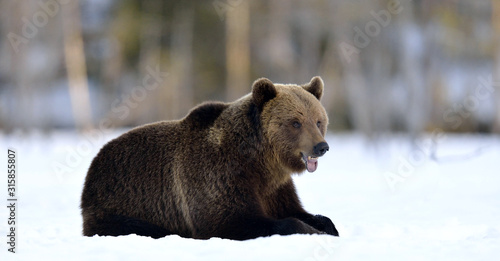 Bear lies in the snow, winter forest. Brown bear in winter forest. Scientific name: Ursus Arctos. Natural Habitat.