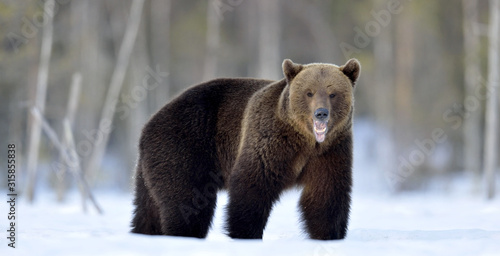 Wild Adult Brown bear with open mouth in winter forest. Scientific name: Ursus Arctos. Natural Habitat.