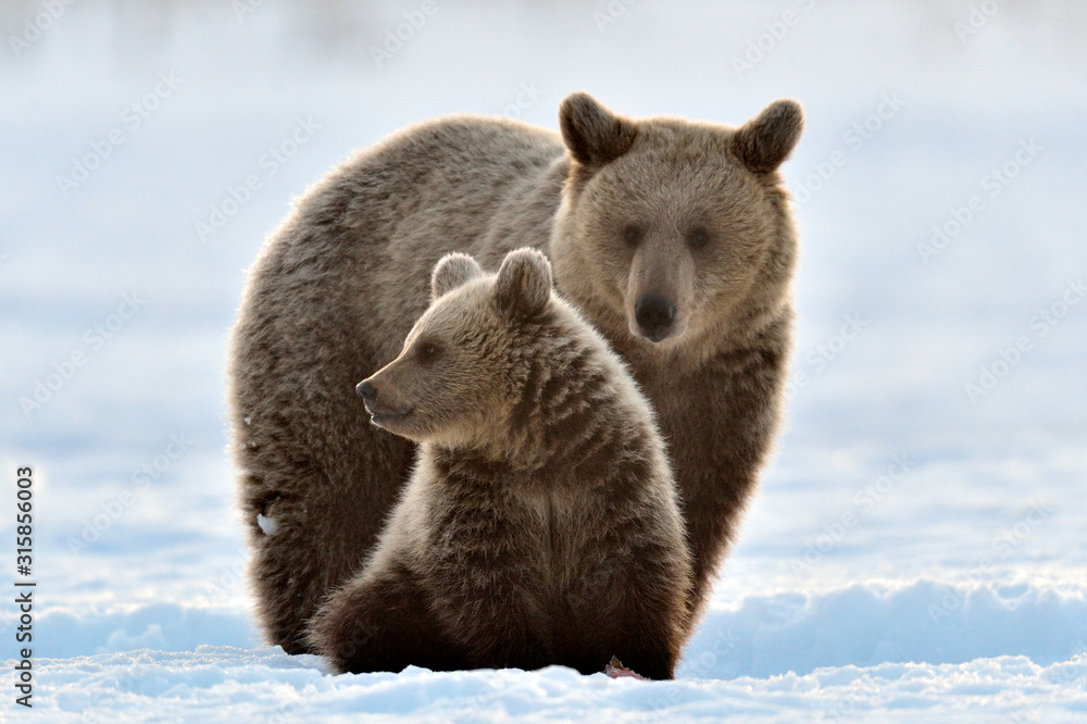 Fototapeta premium She-Bear and bear cub in winter forest. Winter forest at morning mist sunrise. Natural habitat. Brown bear, Scientific name: Ursus Arctos Arctos.