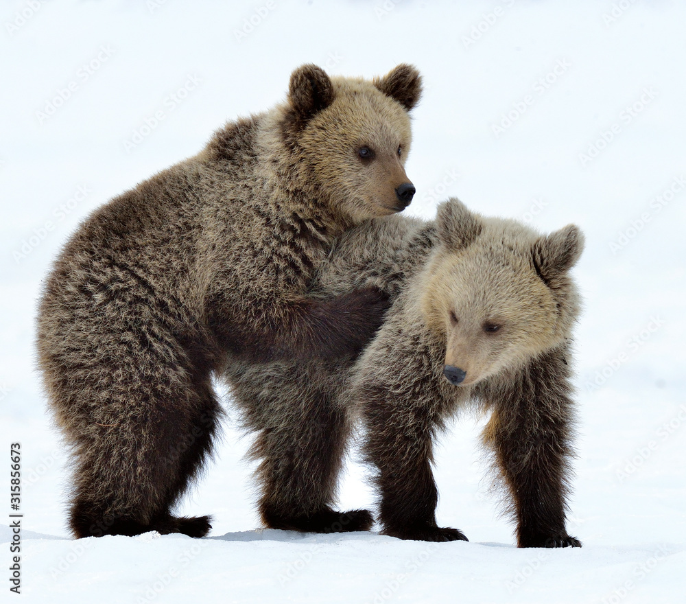Fototapeta premium Bear Cubs are playing in the snow. Natural habitat. Brown bear, Scientific name: Ursus Arctos Arctos.