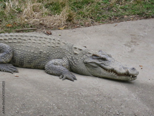 Crocodiles on the farm. Growing reptiles in China. Alligator