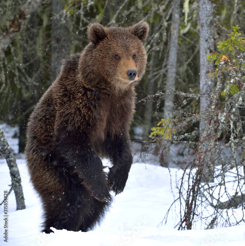 Bear cub stands on its hind legs in winter forest. Natural habitat. Brown bear, Scientific name: Ursus Arctos Arctos.