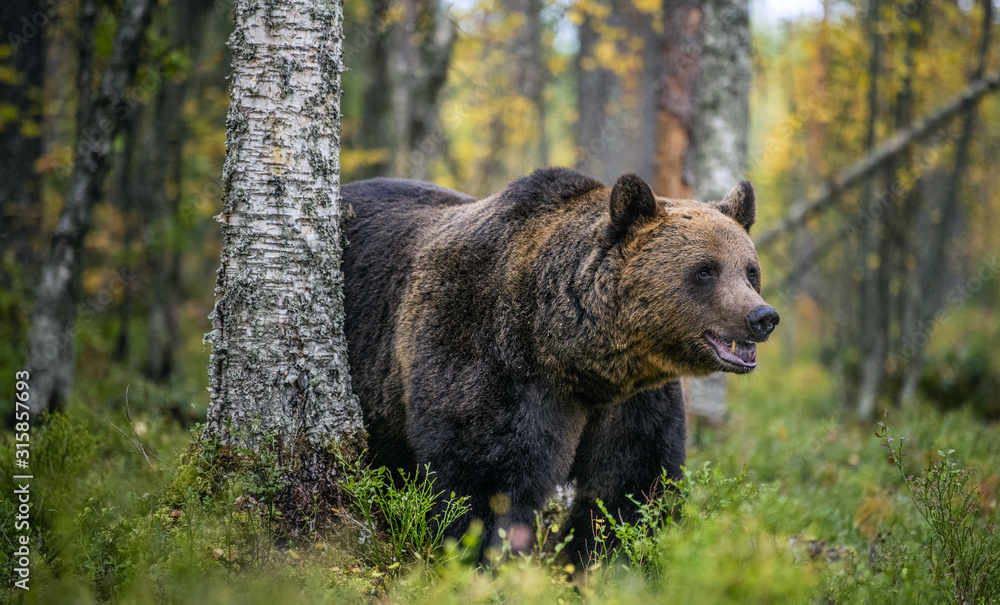 Big Adult Male of Brown bear in the autumn forest. Scientific name: Ursus arctos. Natural habitat.