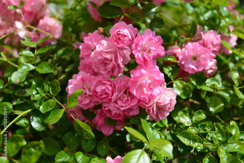 pink flowers in the garden pink flowers in the garden