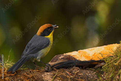 Rufous-naped Brush-finch - Atlapetes rufinucha, beautiful colored brush-finch from western Andean slopes, Amagusa, Ecuador.