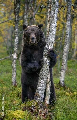 Brown bear stands on its hind legs by a tree in a pine forest. Scientific name: Ursus arctos. Natural habitat. Autumn season.