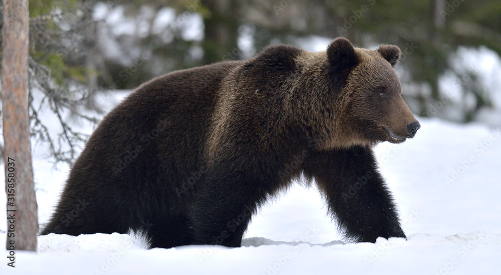 Brown bear walking on the snow. Scientific name: Ursus Arctos. Winter forest. Natural Habitat. Brown bear walking on the snow. Scientific name: Ursus Arctos. Winter forest. Natural Habitat.