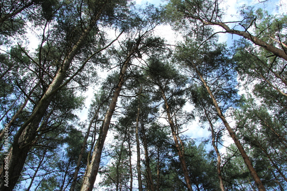 Fototapeta premium las