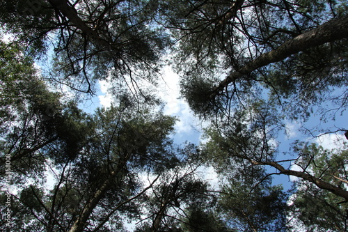 Fototapeta Naklejka Na Ścianę i Meble -  las