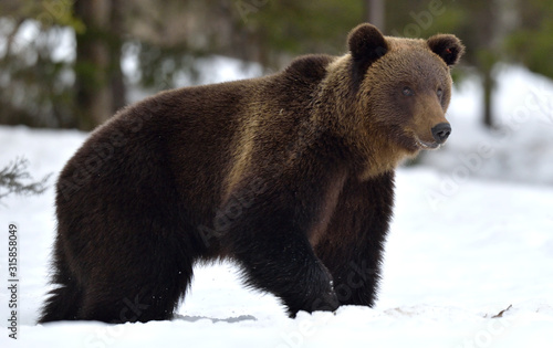 Brown bear walking on the snow. Scientific name: Ursus Arctos. Winter forest. Natural Habitat.